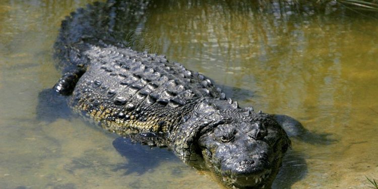 Cocodrilo muerde a niño mientras pescaba en estero de Compostela, Nayarit
