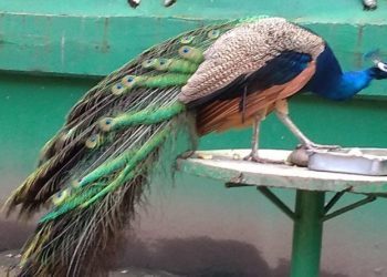 No trasladarán animales del Parque Museo La Venta al Yumká, pero sí cambiará su administración