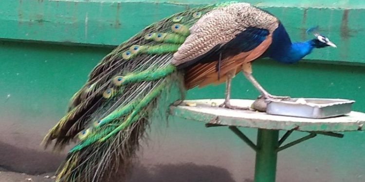 No trasladarán animales del Parque Museo La Venta al Yumká, pero sí cambiará su administración