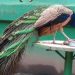 No trasladarán animales del Parque Museo La Venta al Yumká, pero sí cambiará su administración