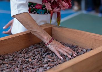 El cacao tabasqueño llegará a todo México con el nuevo «Chocolate del Bienestar»