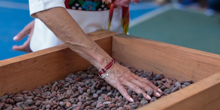 El cacao tabasqueño llegará a todo México con el nuevo «Chocolate del Bienestar»