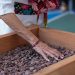 El cacao tabasqueño llegará a todo México con el nuevo «Chocolate del Bienestar»