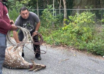 Rescatan a venado axis que se había escapado del Yumká