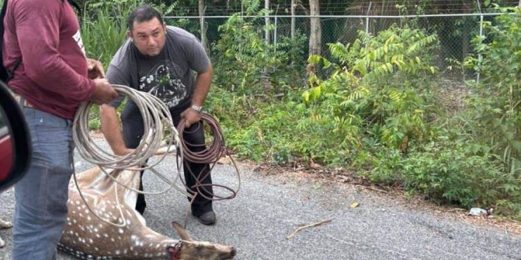 Rescatan a venado axis que se había escapado del Yumká
