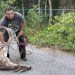 Rescatan a venado axis que se había escapado del Yumká