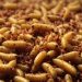 Plaga de gusano barrenador se encuentra bajo control en Tabasco: autoridades estatales
