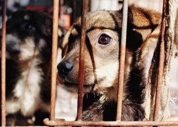 Colectivo Caninos 911 denuncia caso de maltrato animal en colonia Nueva Villahermosa