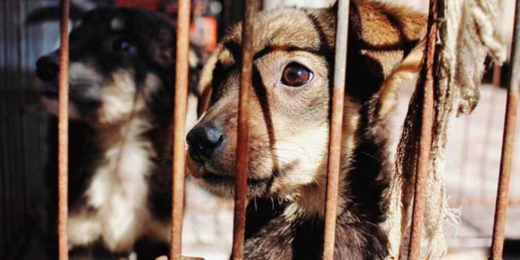 Colectivo Caninos 911 denuncia caso de maltrato animal en colonia Nueva Villahermosa