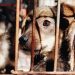 Colectivo Caninos 911 denuncia caso de maltrato animal en colonia Nueva Villahermosa
