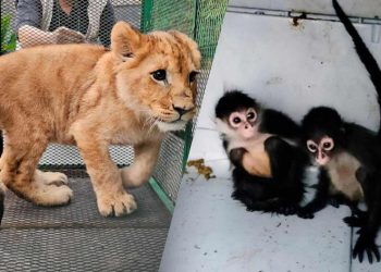 Profepa asegura 19 animales exóticos tras operativo contra robo de combustible