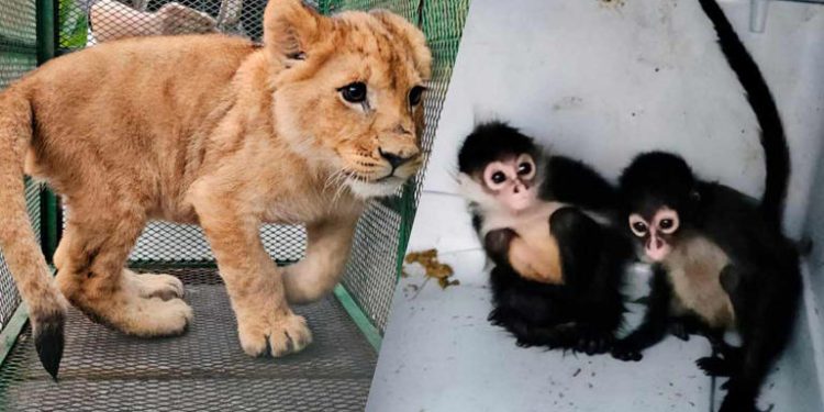 Profepa asegura 19 animales exóticos tras operativo contra robo de combustible