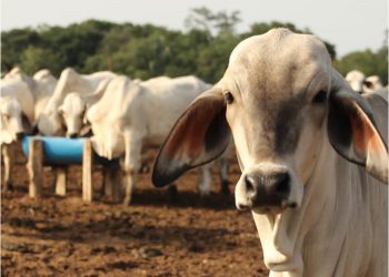 Disminuyen hasta 30% los casos de gusano barrenador en Tabasco: Sedap