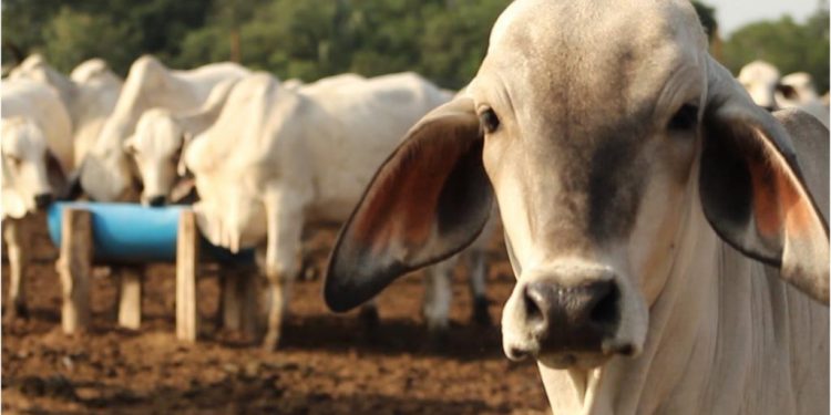Disminuyen hasta 30% los casos de gusano barrenador en Tabasco: Sedap