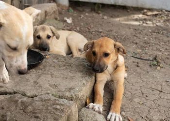 Investigan muerte de casi 50 perros en Salinas de Hidalgo, SLP