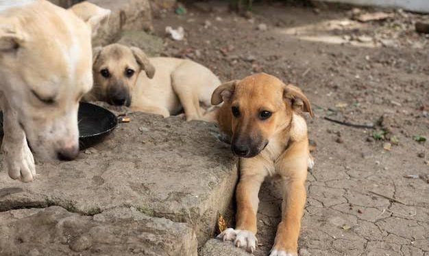 Investigan muerte de casi 50 perros en Salinas de Hidalgo, SLP
