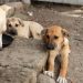 Investigan muerte de casi 50 perros en Salinas de Hidalgo, SLP
