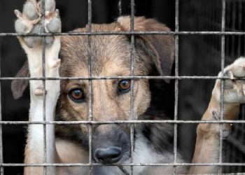 CDMX crea agencia especializada para combatir el maltrato animal