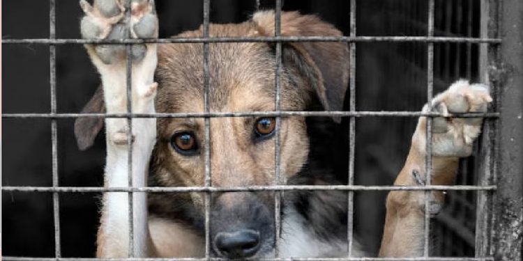 CDMX crea agencia especializada para combatir el maltrato animal