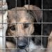 CDMX crea agencia especializada para combatir el maltrato animal