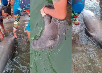 Investigan posible causa de muerte de manatí en Paraíso: habría sido por golpes