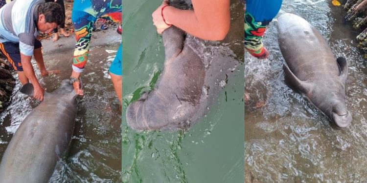Investigan posible causa de muerte de manatí en Paraíso: habría sido por golpes