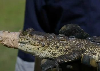 Reubican cocodrilo en playa y culebra en escuela primaria de Manzanillo