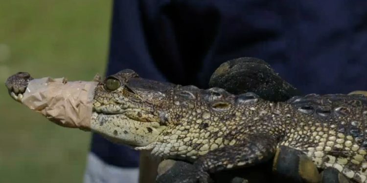 Reubican cocodrilo en playa y culebra en escuela primaria de Manzanillo