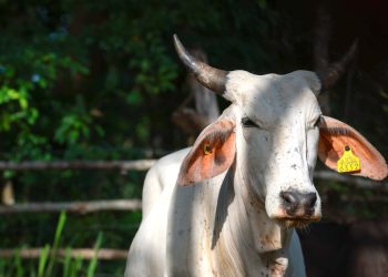 Alerta: se elevan a 65 los casos de gusano barrenador en animales