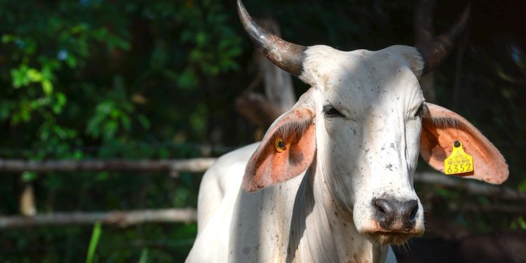 Alerta: se elevan a 65 los casos de gusano barrenador en animales
