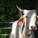 Alerta: se elevan a 65 los casos de gusano barrenador en animales