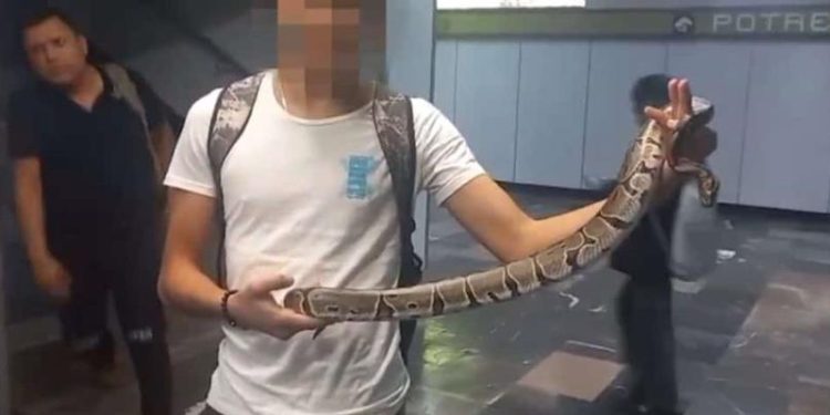 Detienen a joven por intentar ingresar al Metro de CDMX con una serpiente