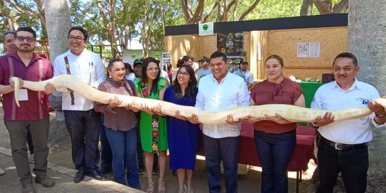 Javier May inaugura herpetario en el Yumká y da inicio al 4º Festival Mexicano de la Serpiente