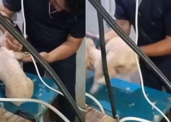 Denuncian maltrato a un caniche durante corte; piden sanciones contra estilista