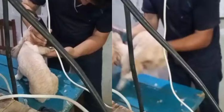 Denuncian maltrato a un caniche durante corte; piden sanciones contra estilista