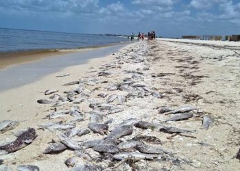 Declaran veda sanitaria por marea roja en la costa yucateca