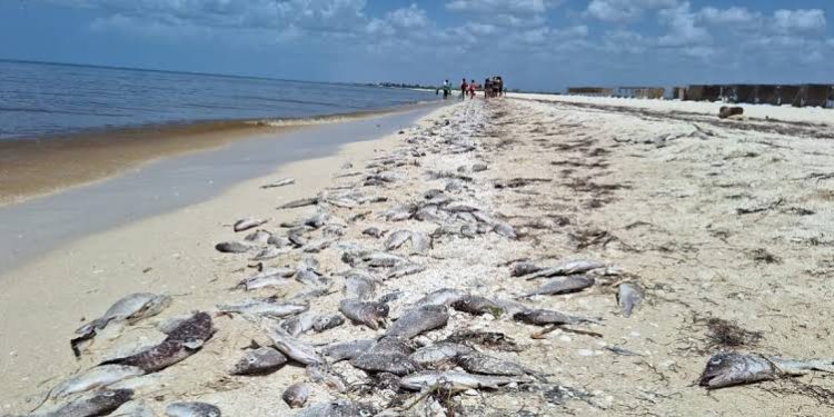 Declaran veda sanitaria por marea roja en la costa yucateca