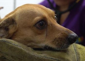 Alertan por envenenamiento de mascotas en el estado