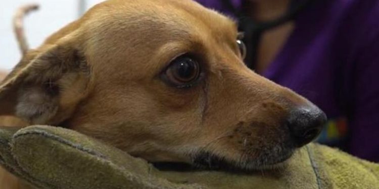 Alertan por envenenamiento de mascotas en el estado
