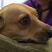 Alertan por envenenamiento de mascotas en el estado