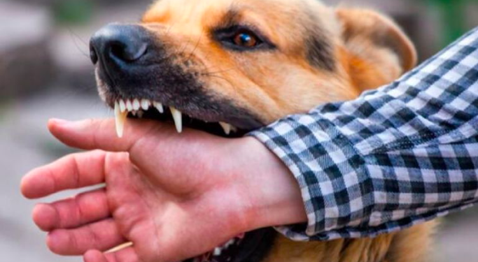 Confirman segunda muerte por rabia en México; autoridades refuerzan alerta sanitaria