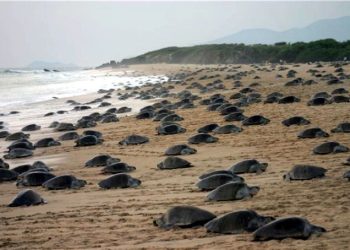 “Récord histórico: Más de 300 mil tortugas golfinas anidan en playas de Oaxaca”