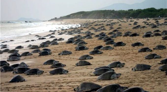 “Récord histórico: Más de 300 mil tortugas golfinas anidan en playas de Oaxaca”
