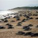 “Récord histórico: Más de 300 mil tortugas golfinas anidan en playas de Oaxaca”