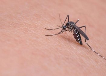 Tabasco ocupa segundo lugar en incidencia de dengue