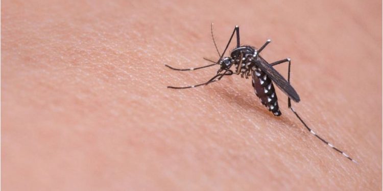 Tabasco ocupa segundo lugar en incidencia de dengue
