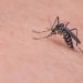 Tabasco ocupa segundo lugar en incidencia de dengue