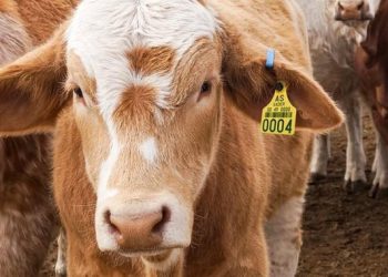 Desaceleran casos de gusano barrenador, reporta SEDAP