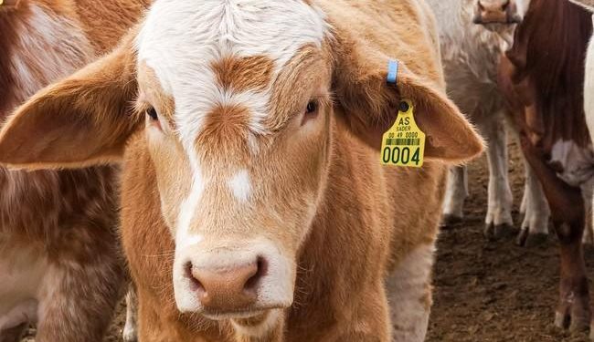 Desaceleran casos de gusano barrenador, reporta SEDAP