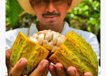 Avanza proyecto para construir fábrica de chocolate en Comalcalco